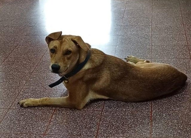 Mandy - Labrador Retriever Mix Dog