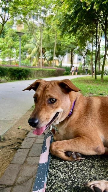 Mandy - Labrador Retriever Mix Dog