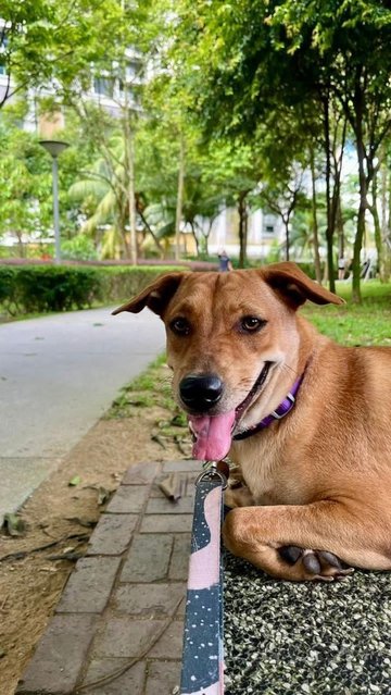 Mandy - Labrador Retriever Mix Dog