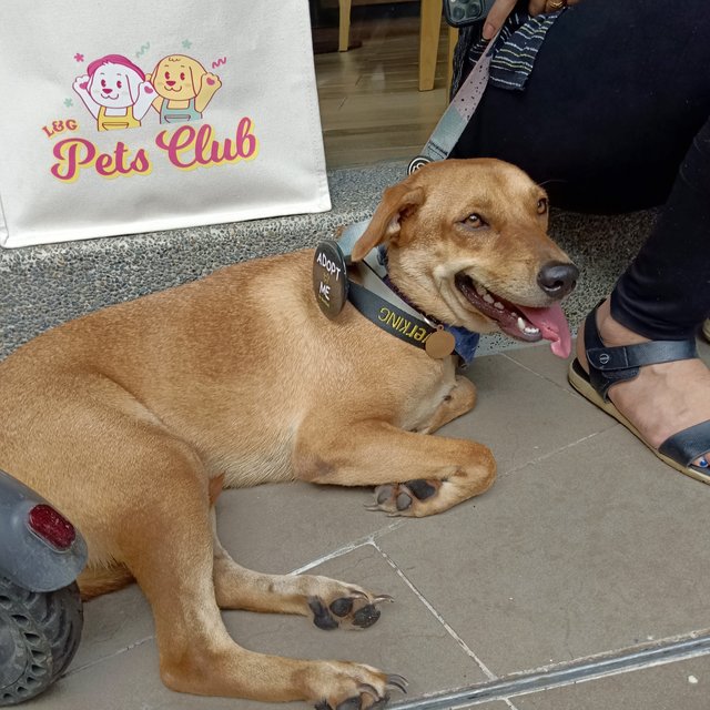 Mandy - Labrador Retriever Mix Dog