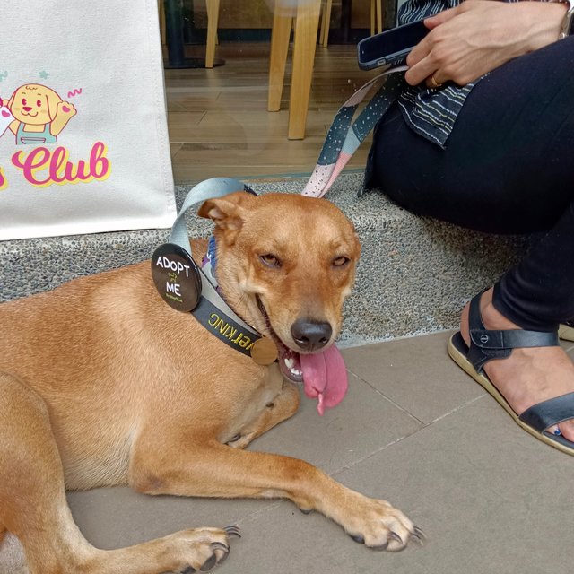 Mandy - Labrador Retriever Mix Dog