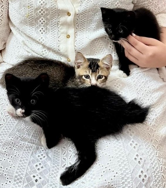 4 Sweet Babies - Domestic Short Hair Cat