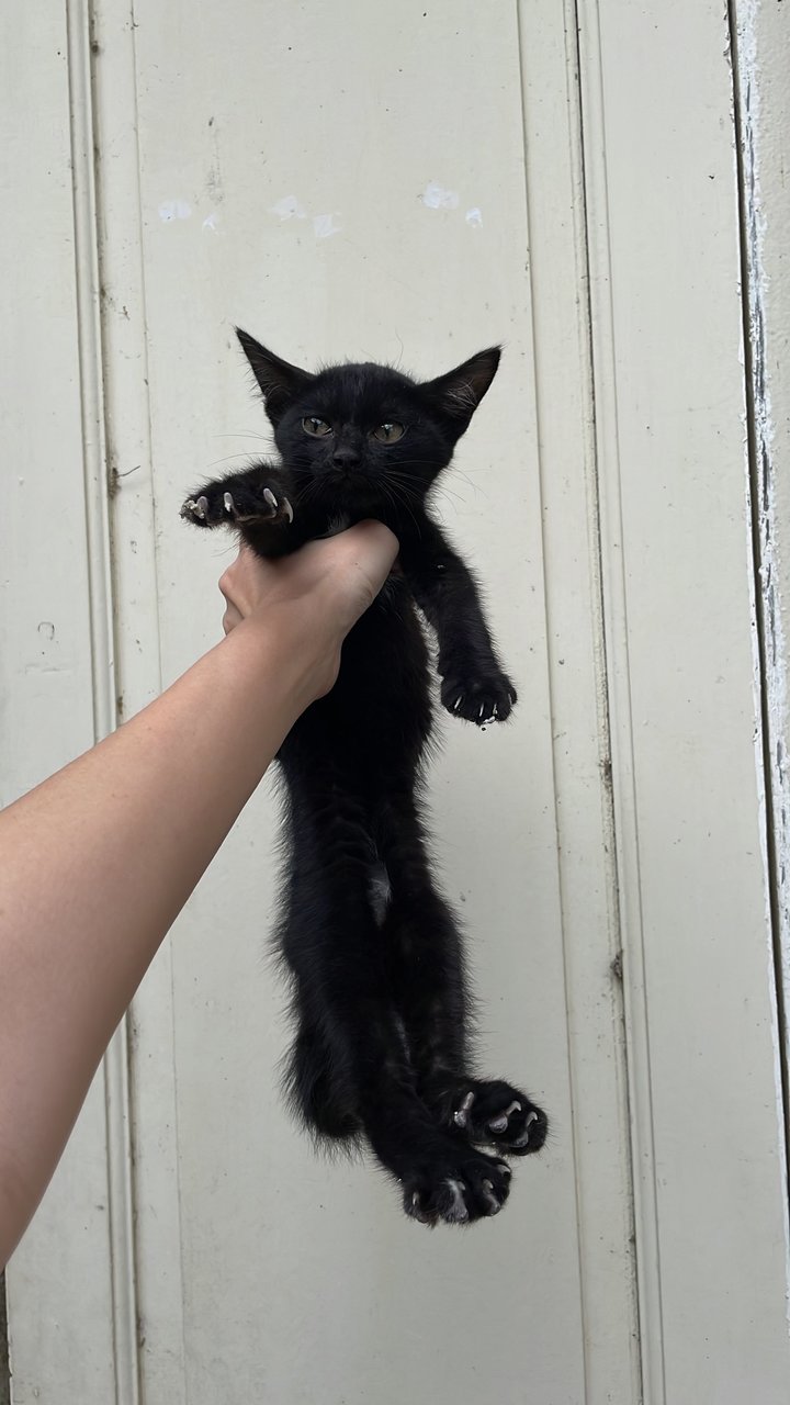 (Bikini Void)  - Domestic Medium Hair + Domestic Long Hair Cat