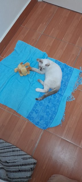 Joy - Domestic Medium Hair + Siamese Cat