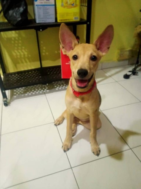 Paru - Mixed Breed Dog