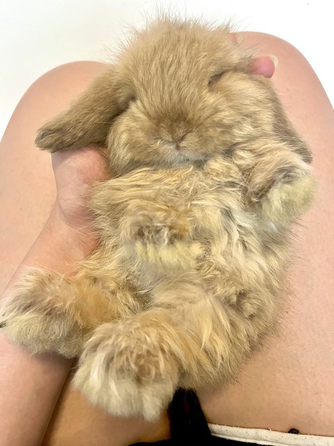 Milktea  - Holland Lop Rabbit