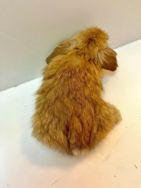 Milktea  - Holland Lop Rabbit