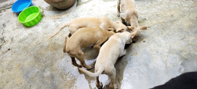 4 Puppies For Adoption  - Mixed Breed Dog