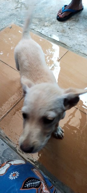 4 Puppies For Adoption  - Mixed Breed Dog