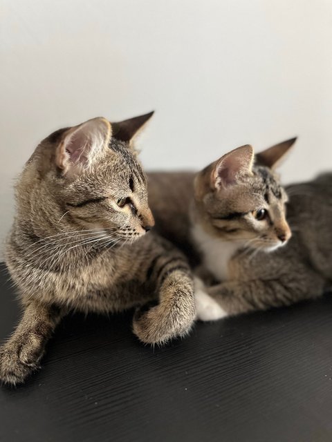 Peach &amp; Coco - Domestic Short Hair Cat