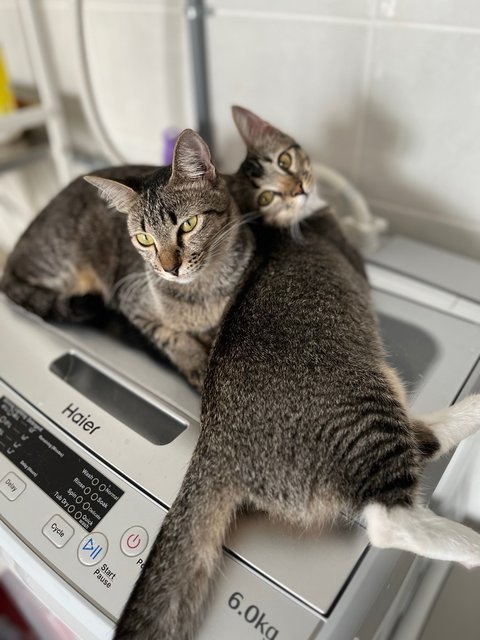 Peach &amp; Coco - Domestic Short Hair Cat