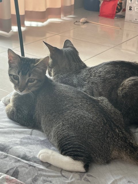 Peach &amp; Coco - Domestic Short Hair Cat