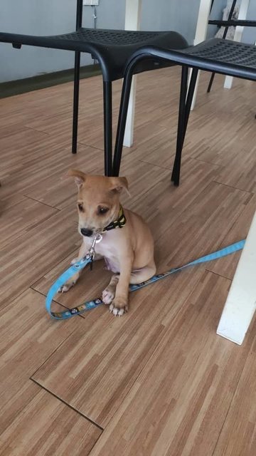 Boba (Bobesh) - Mixed Breed Dog