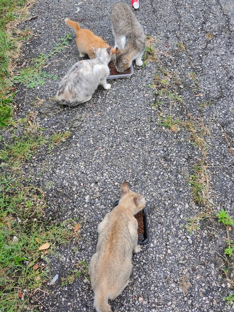 Stray Cats Need Helps - Domestic Short Hair Cat