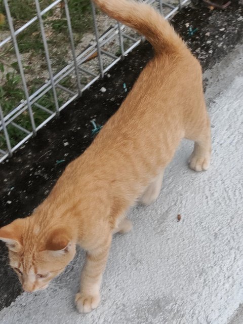 Stray Cats Need Helps - Domestic Short Hair Cat