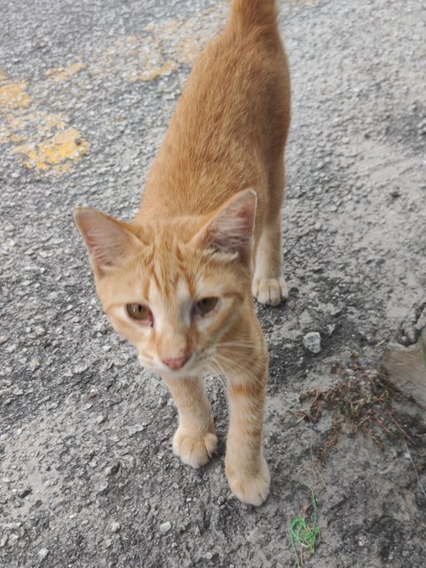 Stray Cats Need Helps - Domestic Short Hair Cat