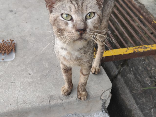 Stray Cats Need Helps - Domestic Short Hair Cat