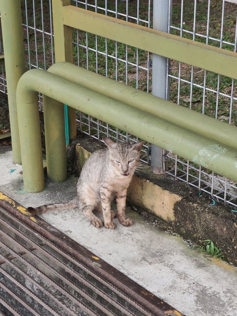 Stray Cats Need Helps - Domestic Short Hair Cat