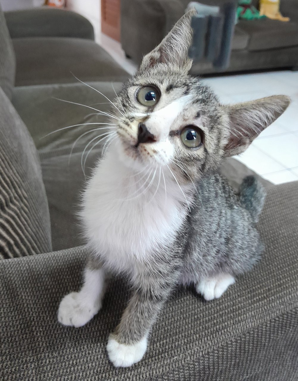 Baby - Domestic Short Hair Cat