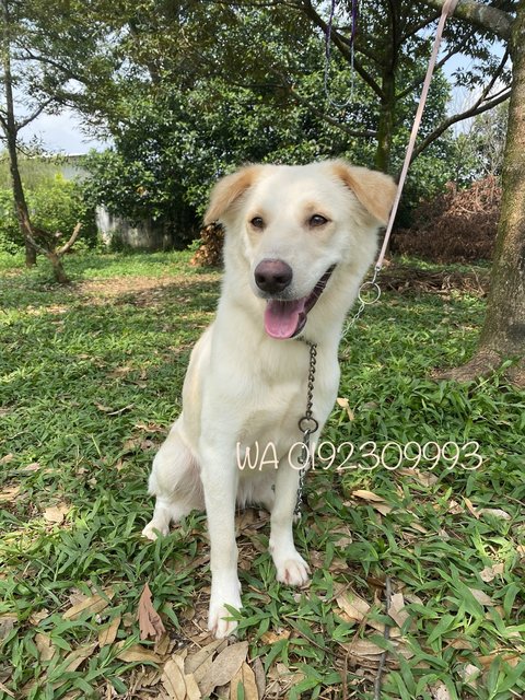 Marché  - Mixed Breed Dog