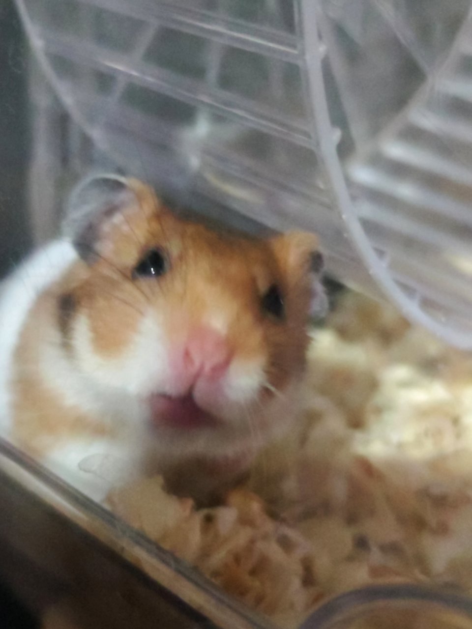 Honey - Syrian / Golden Hamster Hamster