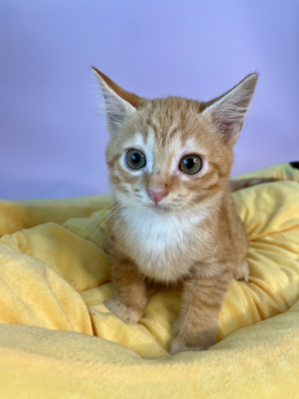 Pumpkin - Domestic Short Hair Cat