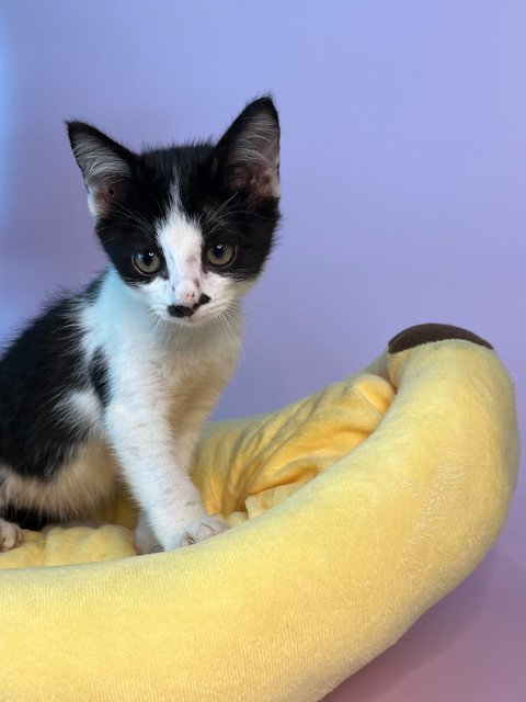 Mustachekin - Domestic Short Hair Cat