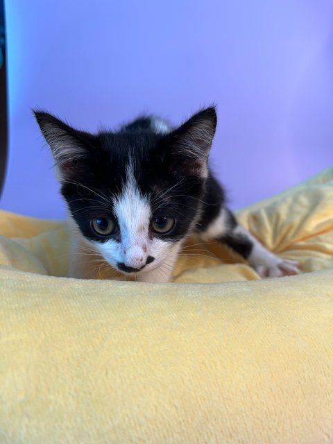 Mustachekin - Domestic Short Hair Cat