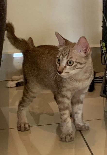 Teh O - Domestic Short Hair Cat