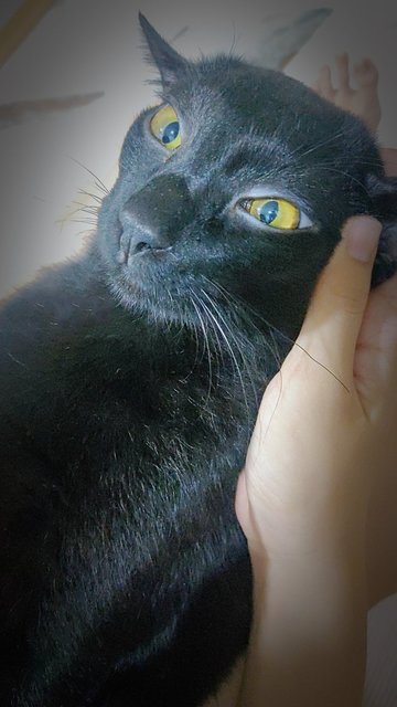 Charcoal (Xiao Hei )) - Domestic Short Hair Cat