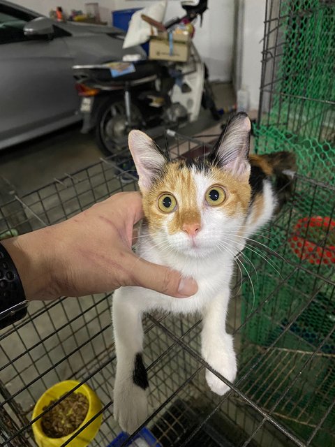 Blacky, Orange &amp; Calico - Domestic Short Hair Cat