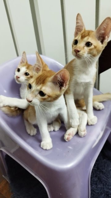 Ali, Ah Kaw &amp; Muthu - Domestic Short Hair Cat