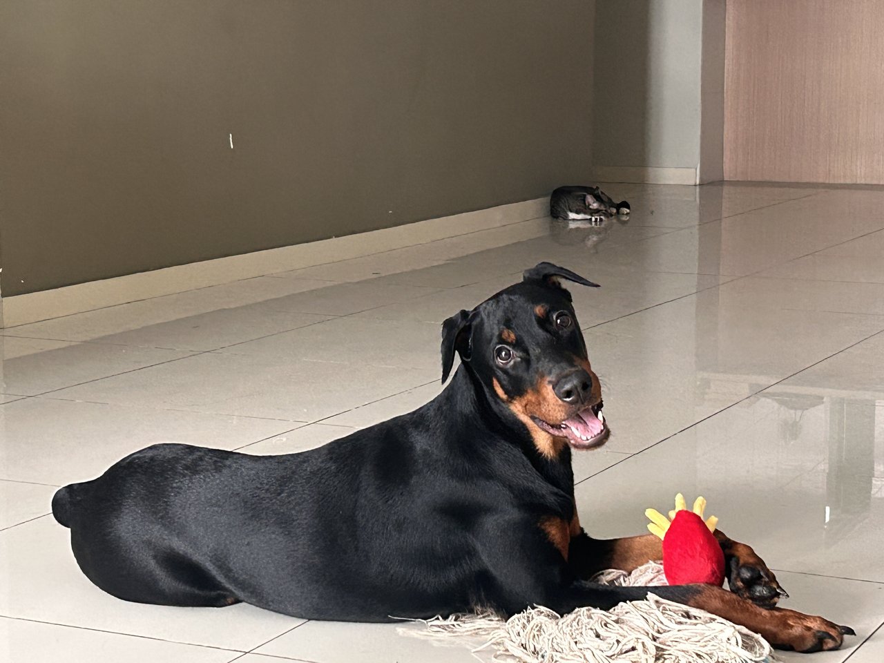 Dou Dan - Doberman Pinscher Dog