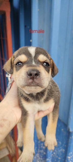 No Name - Mixed Breed Dog