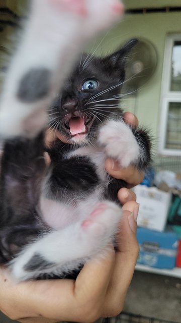 Nike  - Domestic Medium Hair + Tuxedo Cat