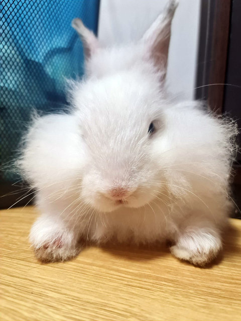 Sweet Sweet - Lionhead Rabbit