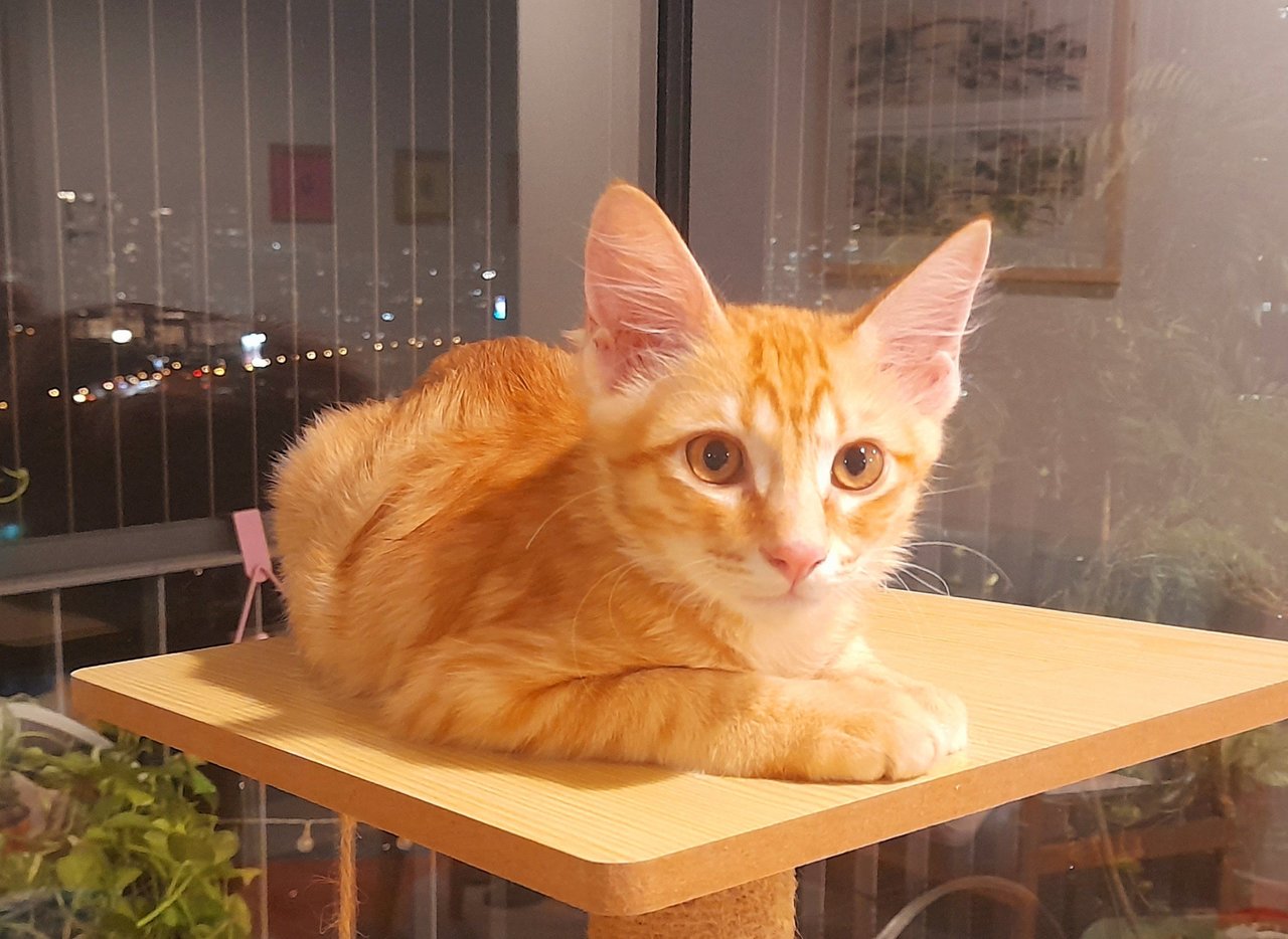 Goldie - Domestic Medium Hair Cat