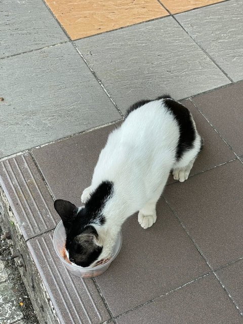 Strays - Domestic Short Hair Cat