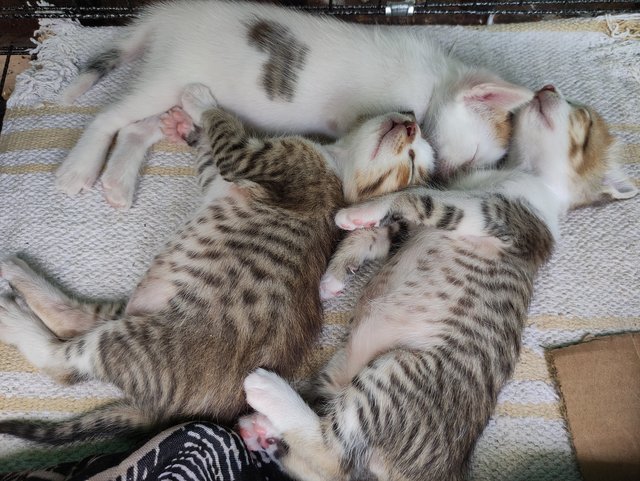 Tina &amp; 3 Kittens - Domestic Short Hair + Domestic Medium Hair Cat