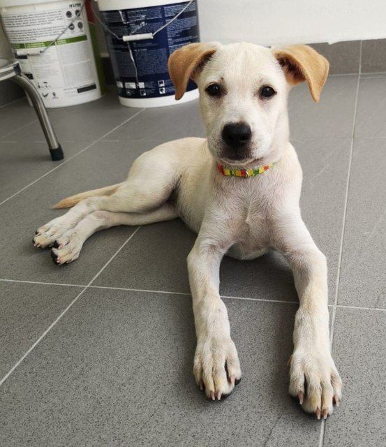 Creamy - Labrador Retriever Mix Dog