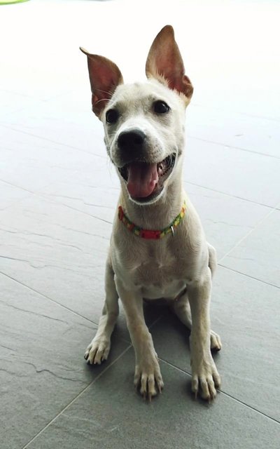 Creamy - Labrador Retriever Mix Dog