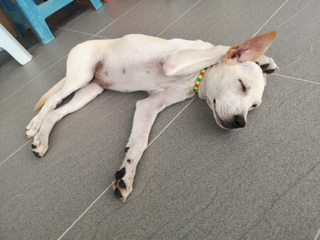 Creamy - Labrador Retriever Mix Dog