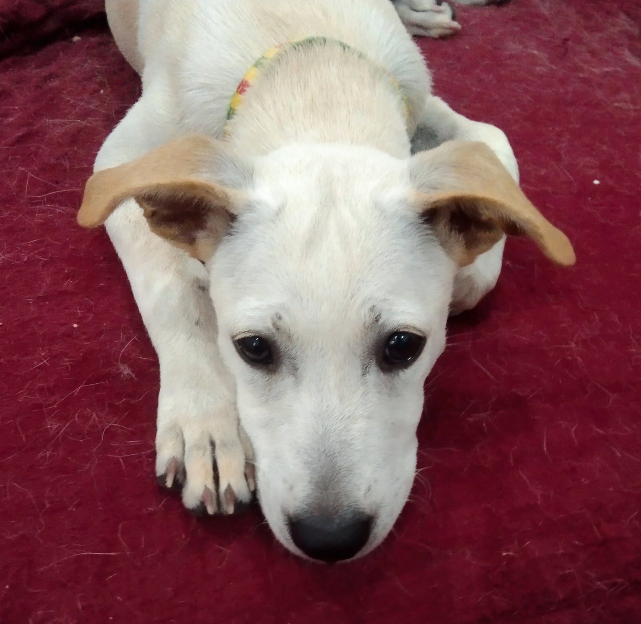 Creamy - Labrador Retriever Mix Dog