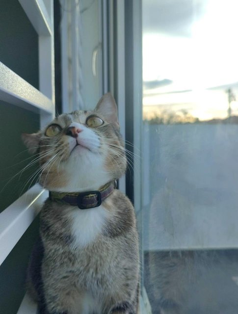 Squirrel  - Domestic Short Hair + Tabby Cat