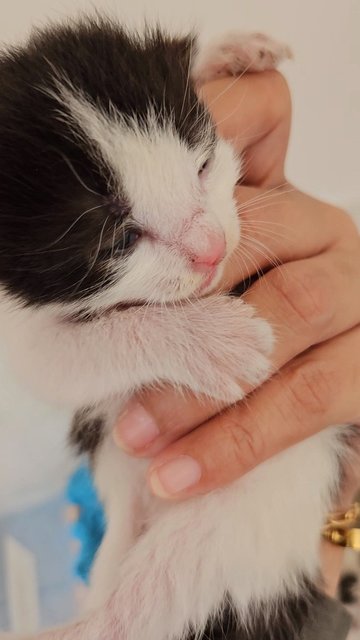 Mommy With 5 Newborn - Domestic Short Hair Cat