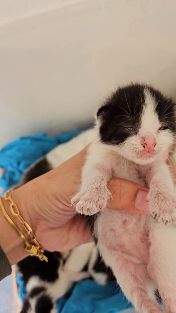 Mommy With 5 Newborn - Domestic Short Hair Cat