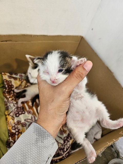 Mommy With 5 Newborn - Domestic Short Hair Cat