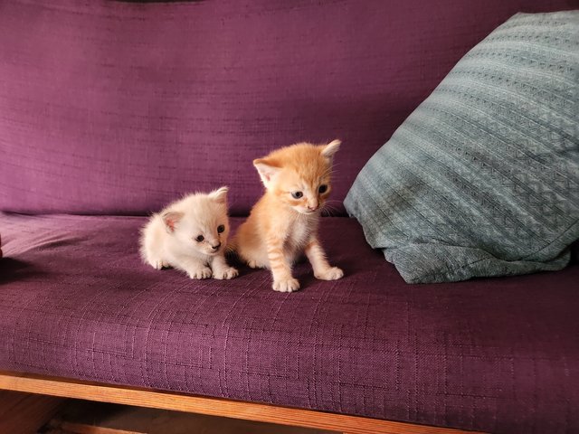 White Orange Mixed - Domestic Medium Hair Cat