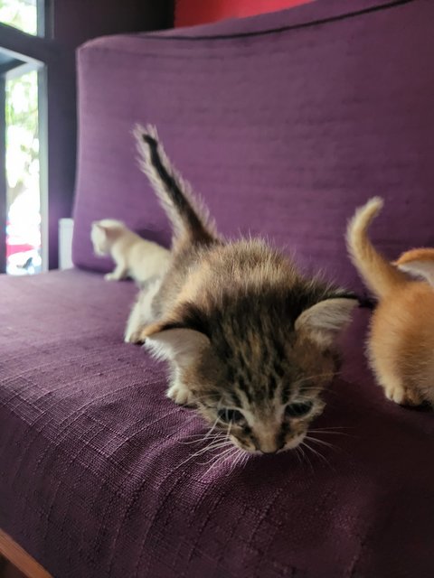 White Orange Mixed - Domestic Medium Hair Cat