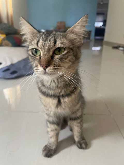 Suki - Domestic Short Hair Cat